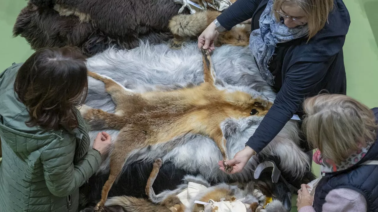 Fuchsschwänze, Hanf-Chnübi und ein Waschbär: Fäälimärt zieht 1500 Personen an