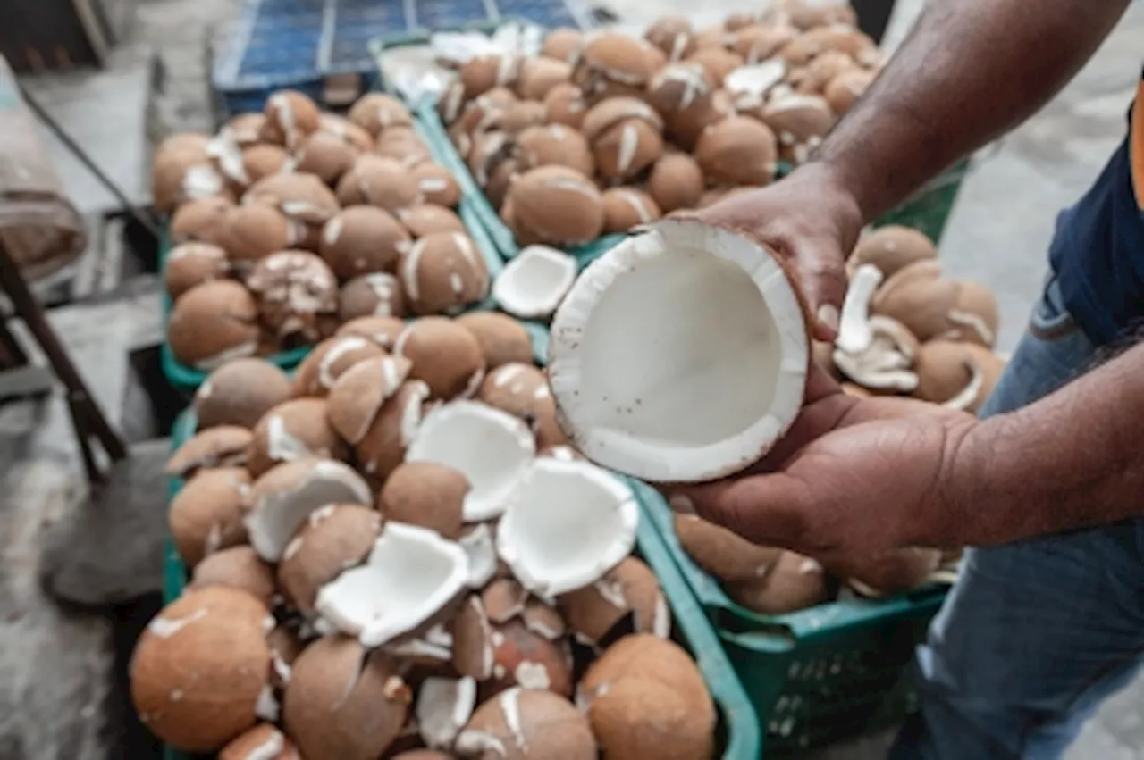 Domestic Trade Ministry cracks down on coconut price hikes, issues 47 notices to traders