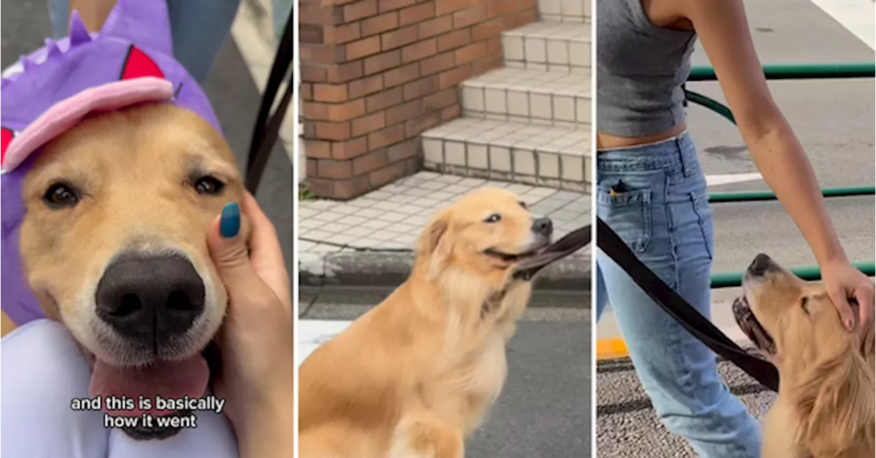 Did You Know: You Can Hire A Dog In Japan To Spend The Day With