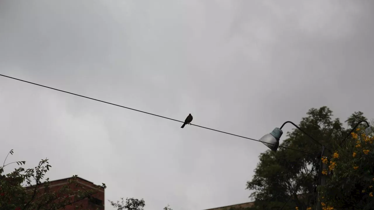 Van a evitar que pájaros de Bogotá y Cundinamarca se mueran electrocutados: ¿cómo se hará?