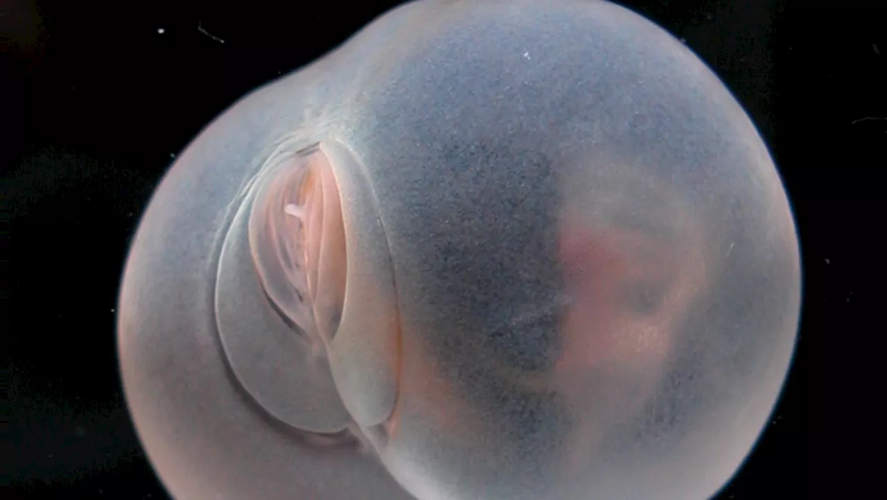 Behold the pigbutt worm, mystery of the deep