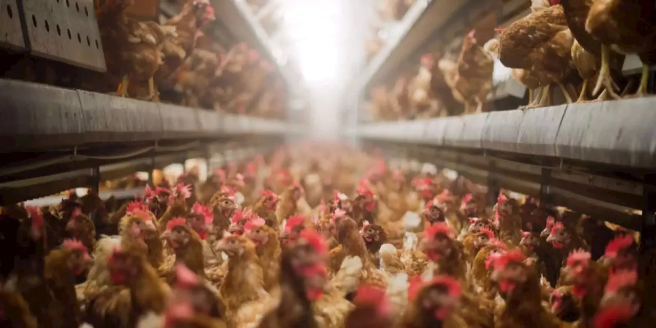 USA: Vogelgrippe H5N1 breitet sich rasant aus - Experten alarmiert