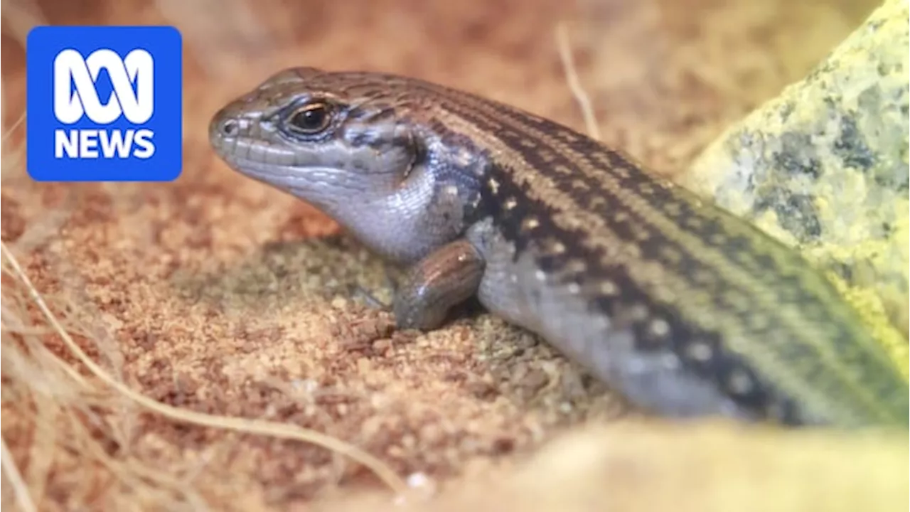 Scientists genetically modify Victorian lizard to fight climate change