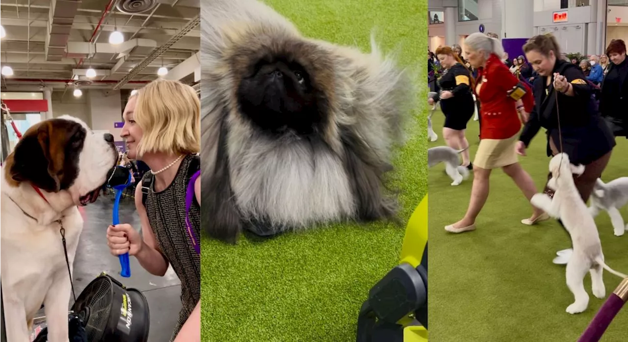 Looking back at the Westminster Dog Show: Not Best in Show, but still the best