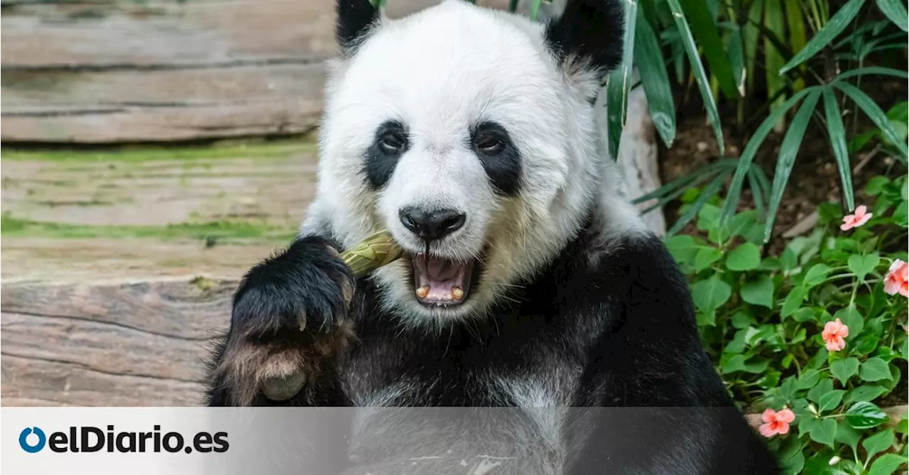 ¿Por qué los osos panda prefieren comer bambú? Un nuevo estudio da más detalles sobre su dieta