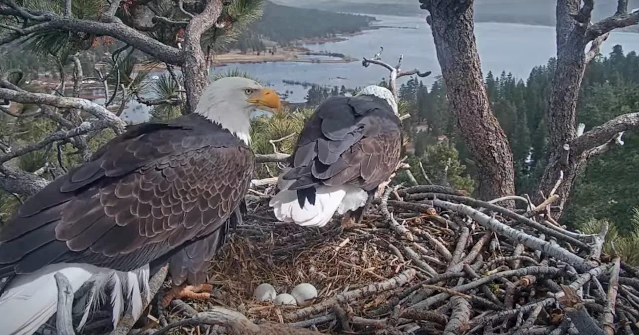 Pip Watch: All eyes on Jackie and Shadow’s nest for new signs of life