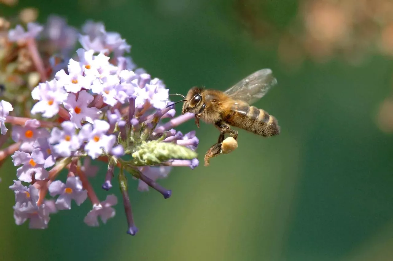 Insectes pollinisateurs : avec Api’Fest, cette association bergeracoise veut sensibiliser