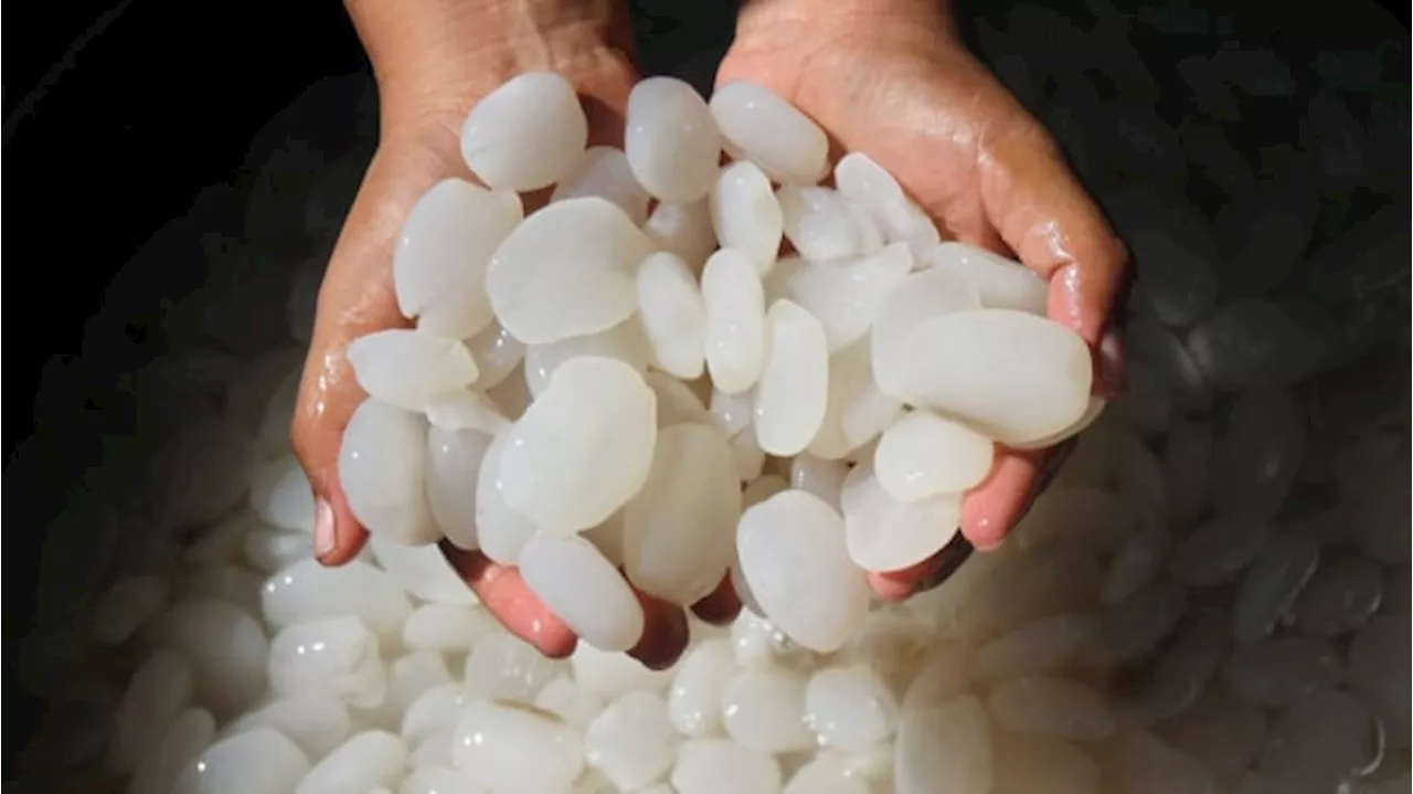 5 Cara Menghilangkan Rasa Asam dan Bau Tak Sedap pada Kolang-Kaling