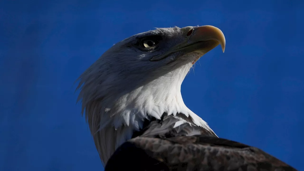 America's Bald Eagle: From Endangered to National Symbol