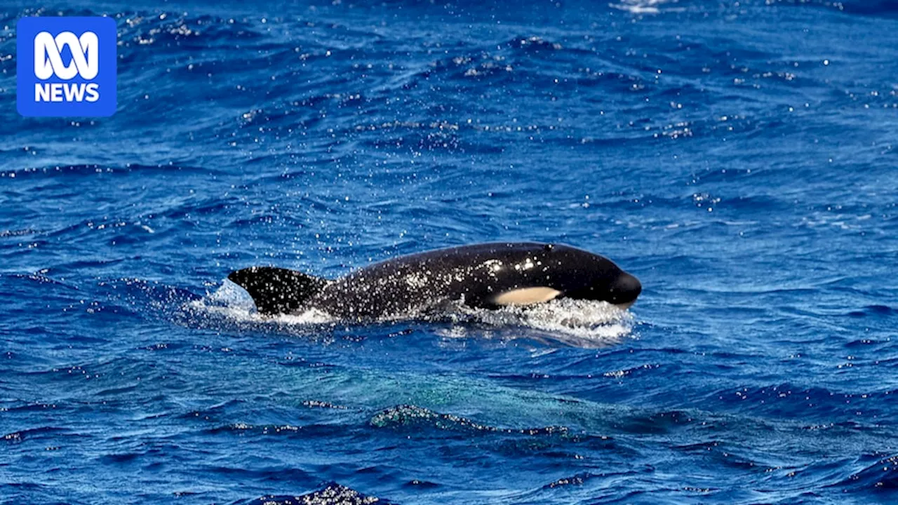 Rare Sighting of Newborn Orca in Western Australia