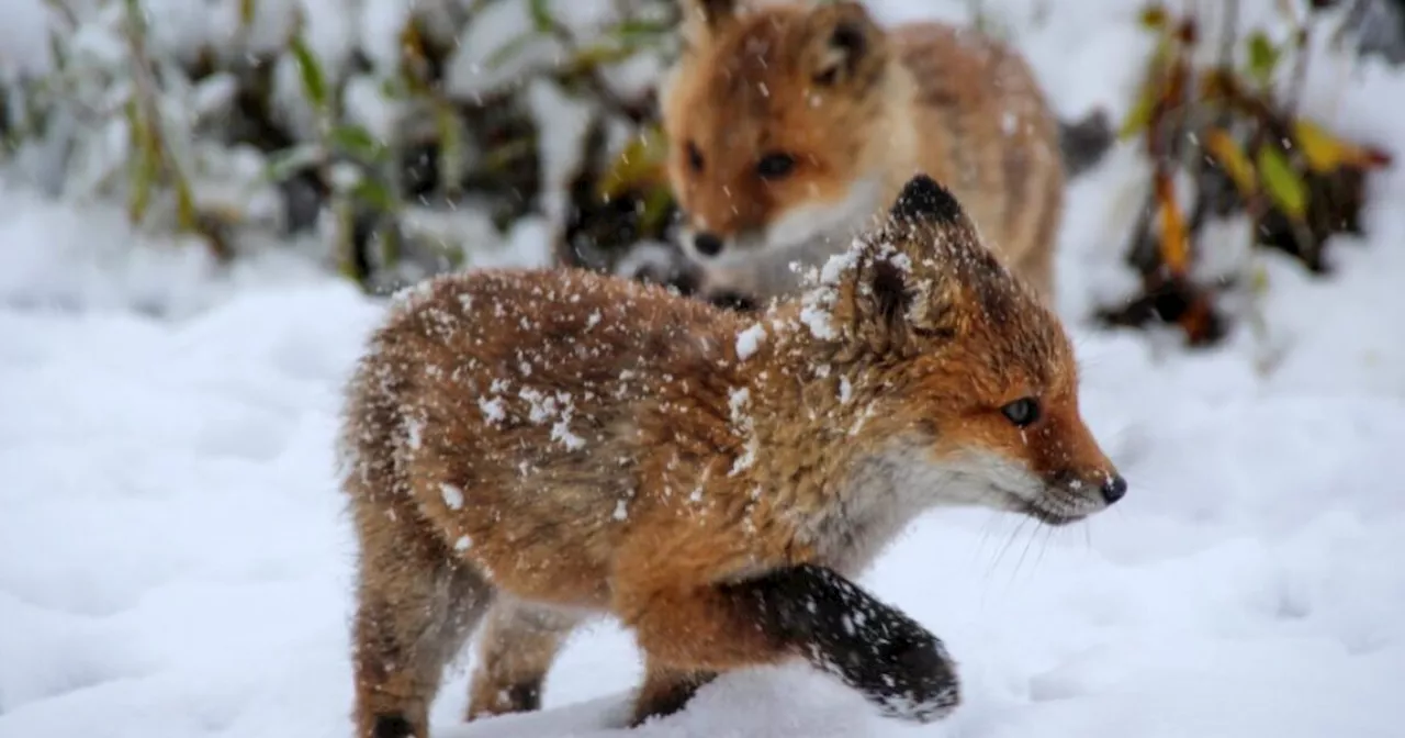 Rabies Found in Alaska Foxes, Health Officials Urge Vaccination