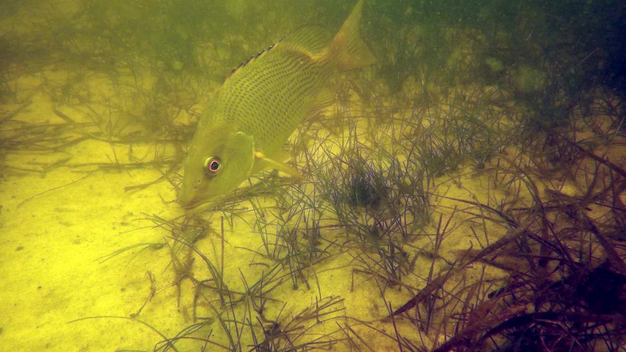 Alabama Bill Seeks to Restore Seagrass, Faces Opposition