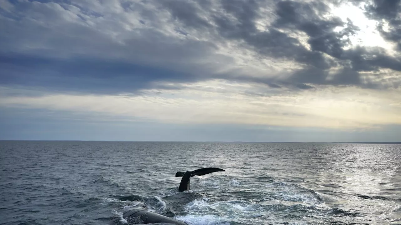 A federal court restored protections for endangered whales that become entangled in fishing gear