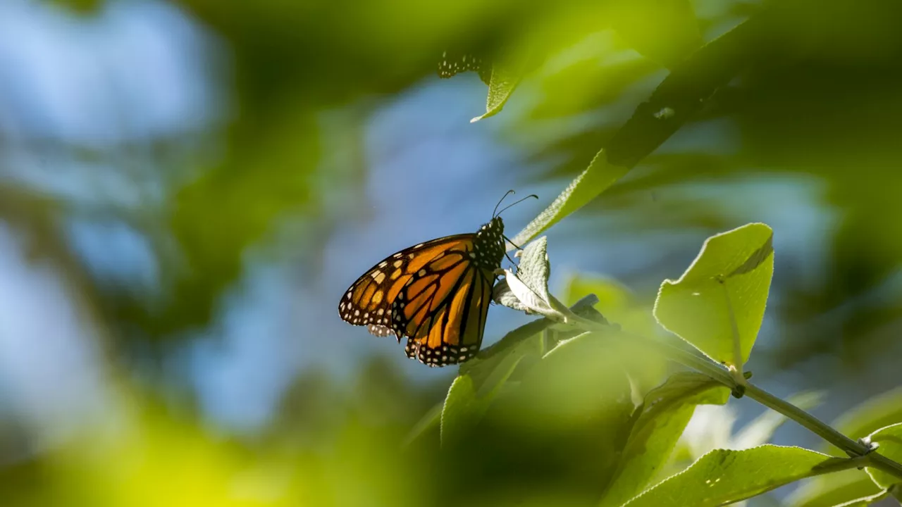 Dramatic drop in monarch butterfly count nears record 30-year low