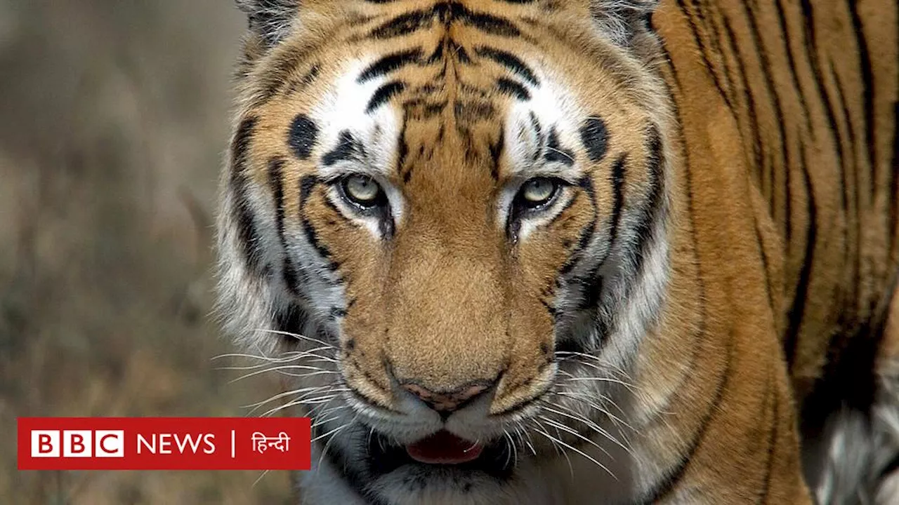 Tiger Conservation: भारत में बाघों की संख्या दोगुनी हुई, आख़िर यह कैसे संभव हुआ