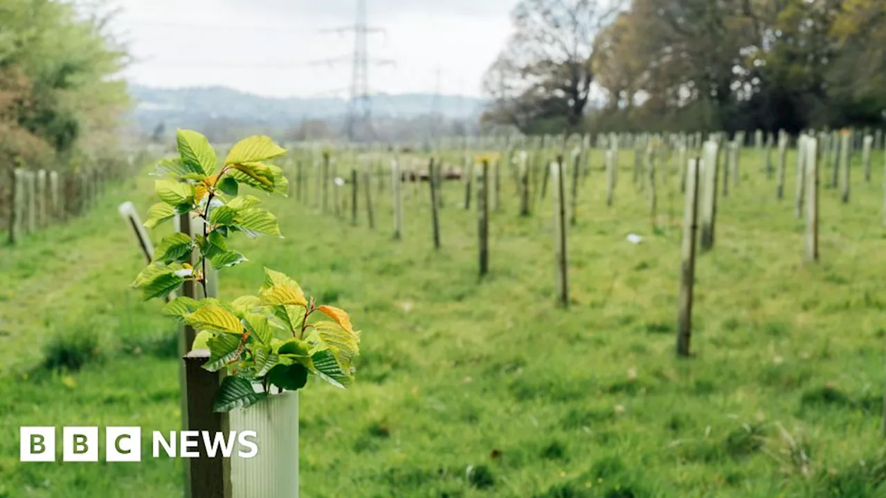 Epsom & Ewell Borough Council Plants 2,600 New Trees as Part of Climate Change Action Plan