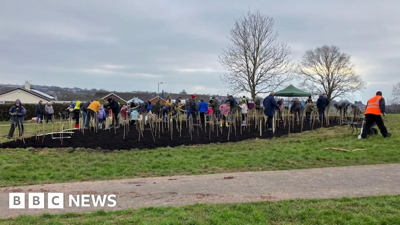 Second tiny forest planted in Exmouth, Devon