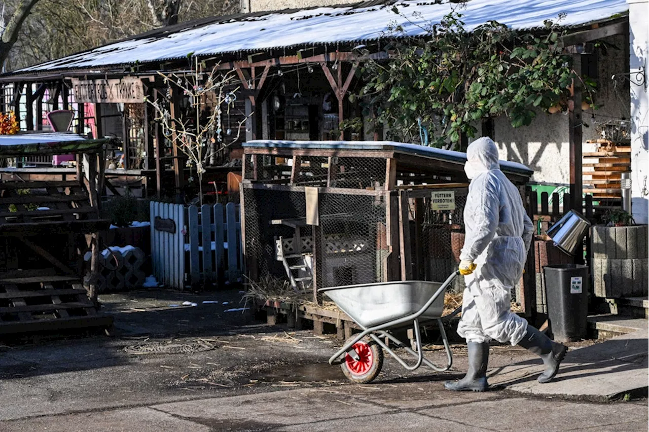 Maul- und Klauenseuche trifft Tierarche in Hellersdorf hart