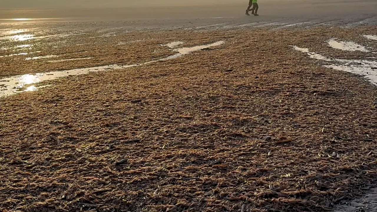 Millionen Muscheln an Strand an der Nordsee angeschwemmt