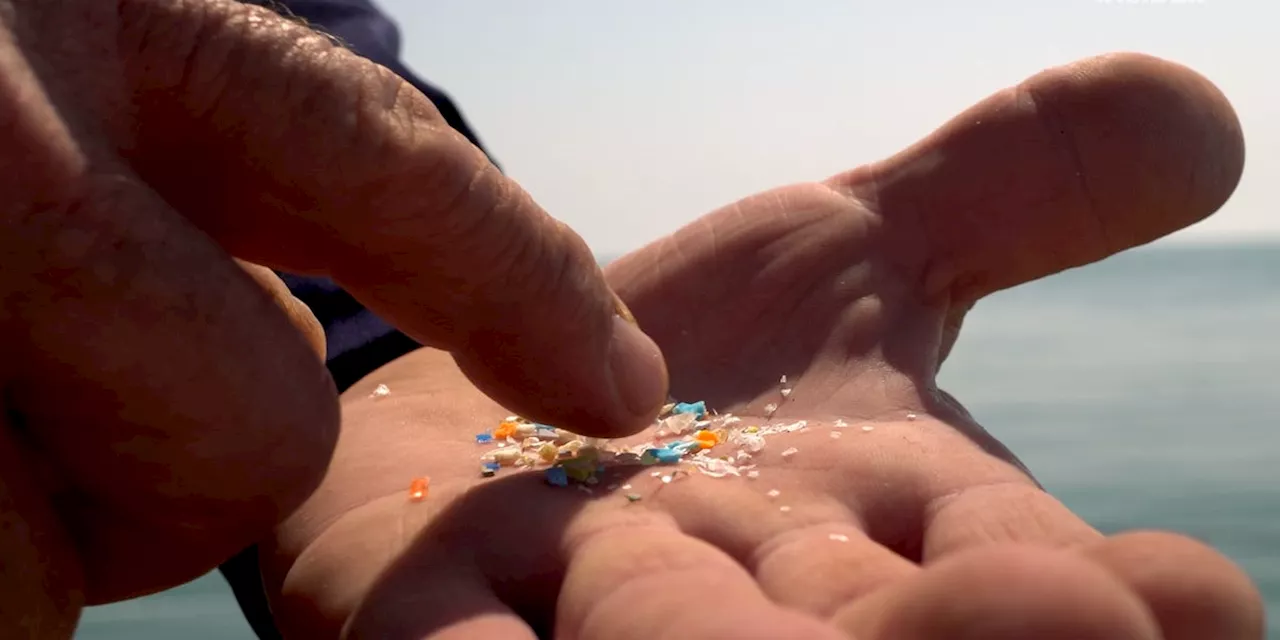 Microplastics Found in High Concentrations in Human Brains