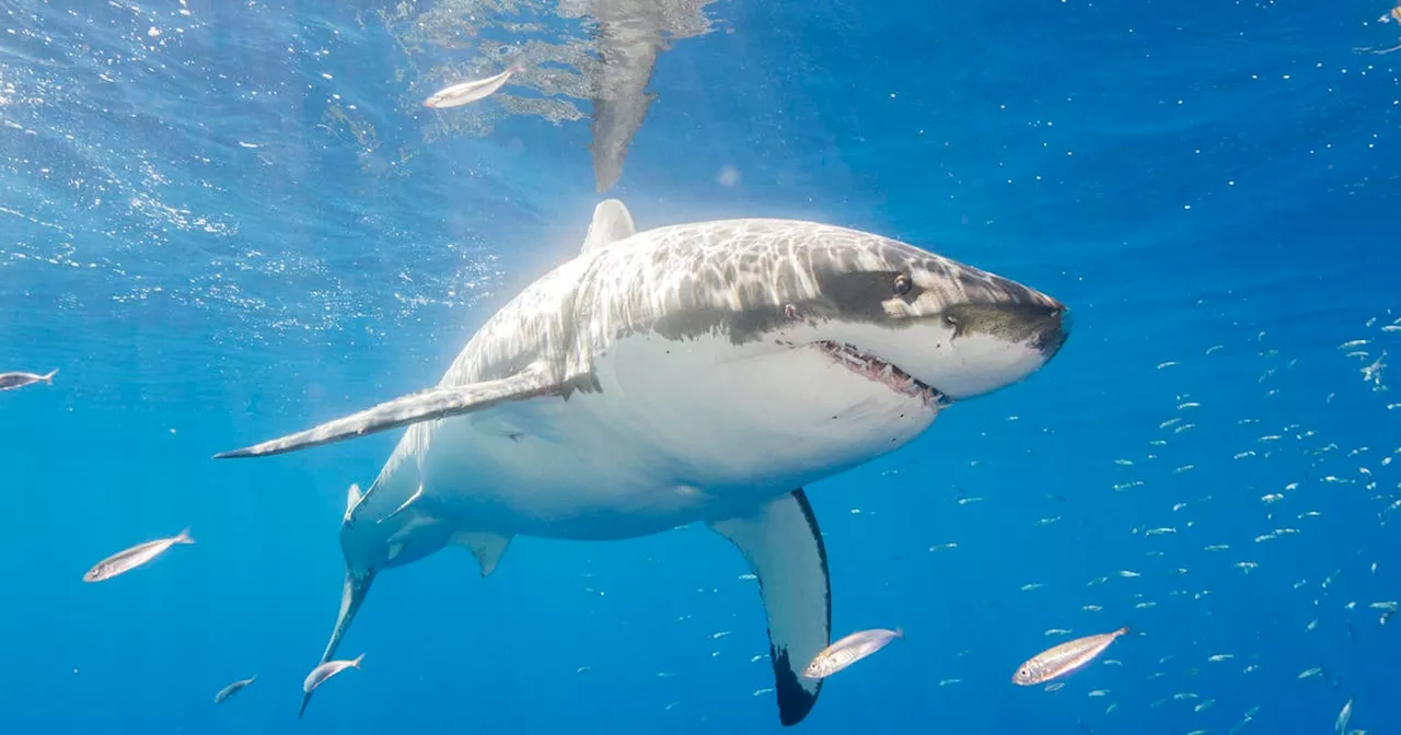 Shark kills teen girl swimming off Australia coast in country's third fatal attack in less than 6 weeks