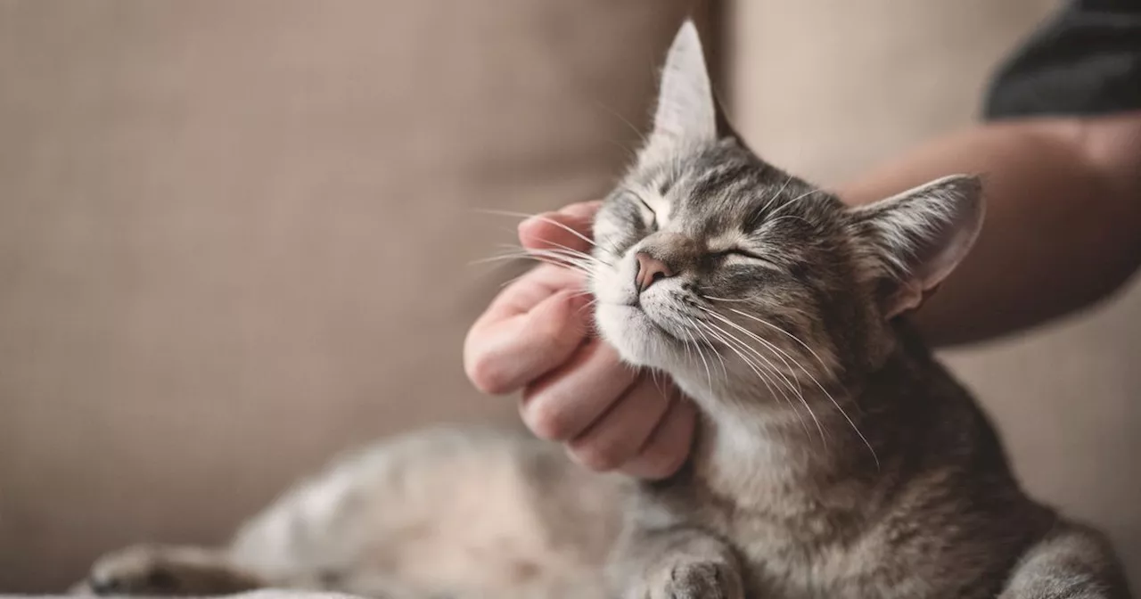 Cats could be banned in Scotland as SNP ministers set to review new report