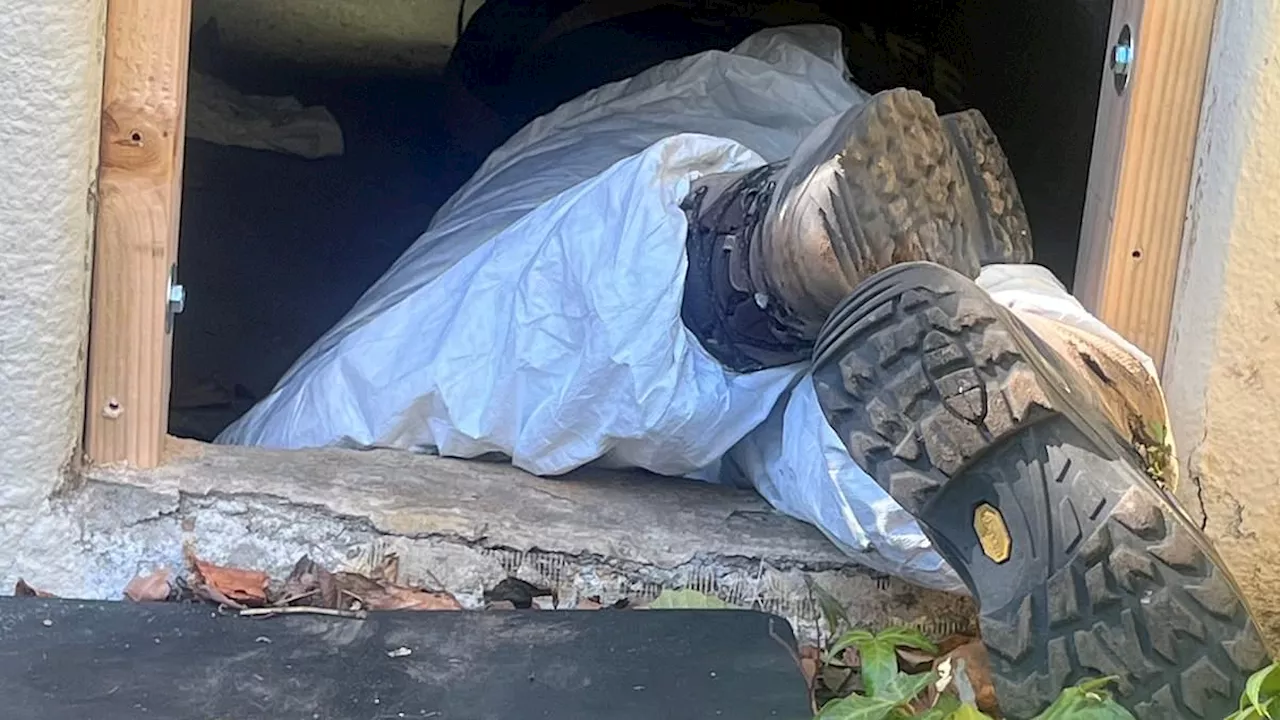 Man Finds 525-Pound Bear Living Under His House After California Wildfire