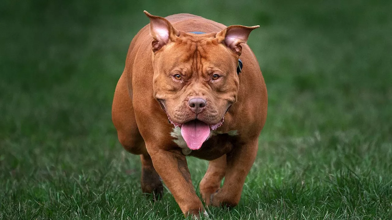 Study Debunks Myth of Breed-Specific Bite Strength in Dogs