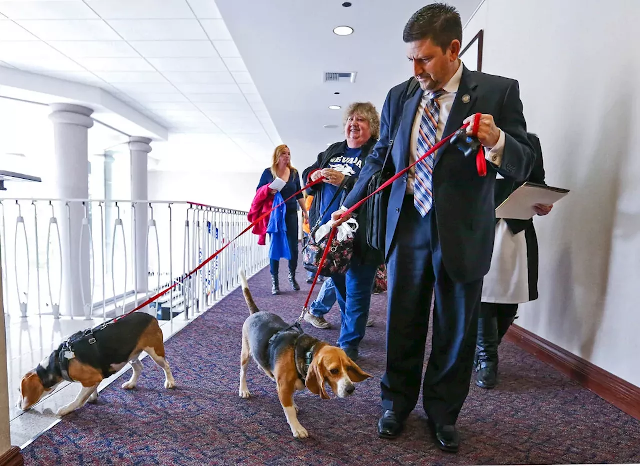 Beagle Puppies Used in Cocaine and Meth Studies, Biden Administration Extends Funding