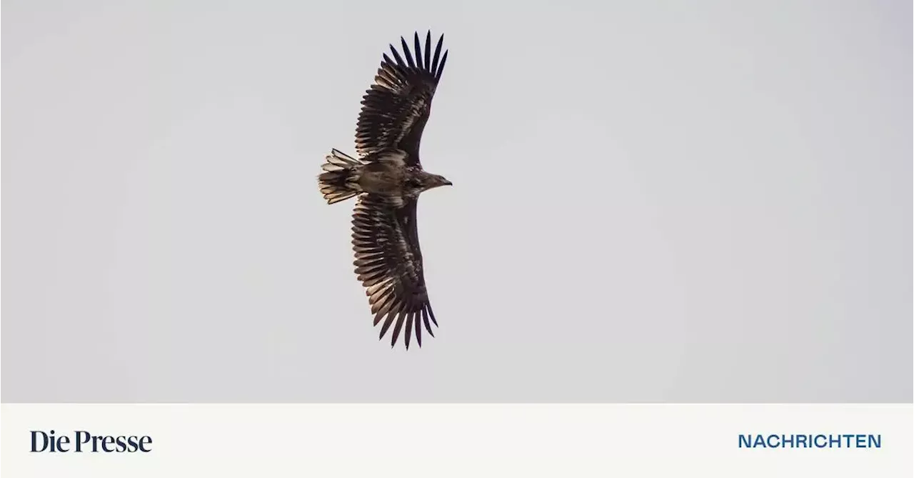 Immer mehr Seeadler in Österreich