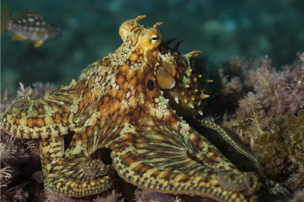 Octopuses May Have 480 Million-Year-Old Sex Chromosomes