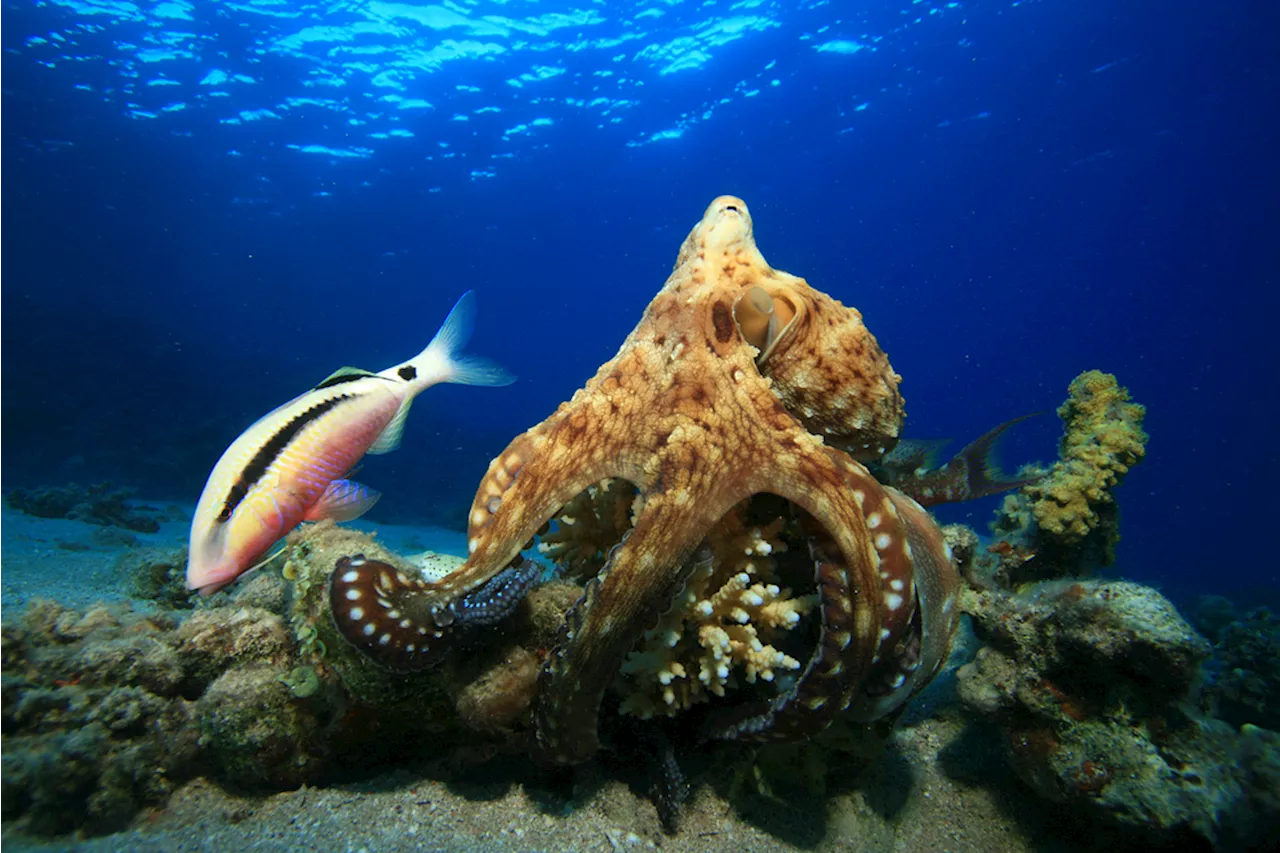 Octopuses Partner with Fish to Hunt, and Will Slap the Fish That Slacks Off