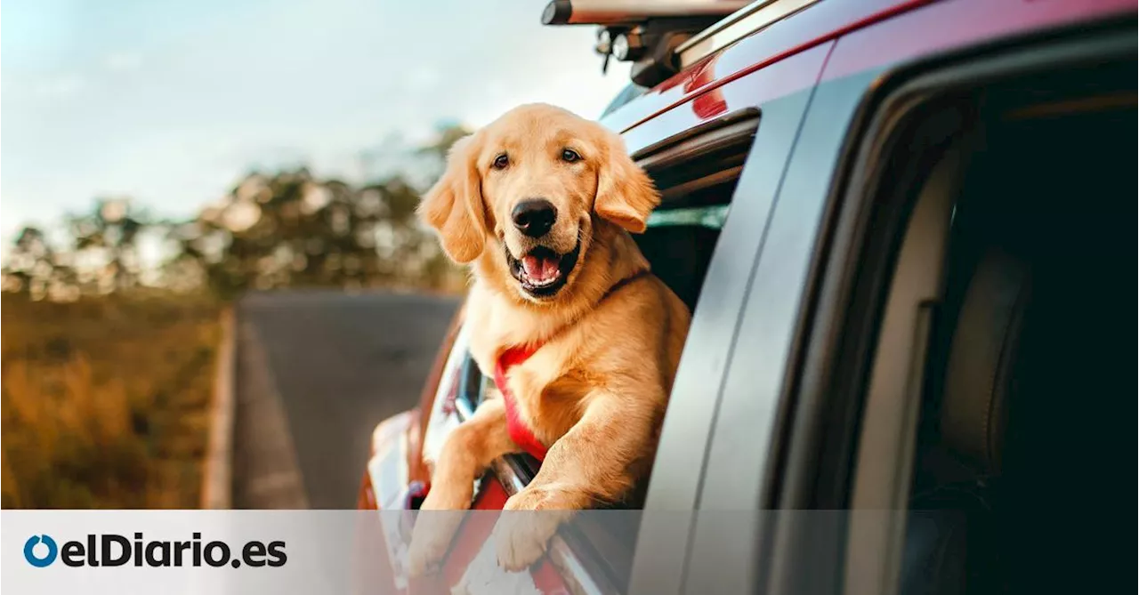 Perros en el coche: la DGT explica cómo transportar a nuestra mascota durante un viaje de forma segura