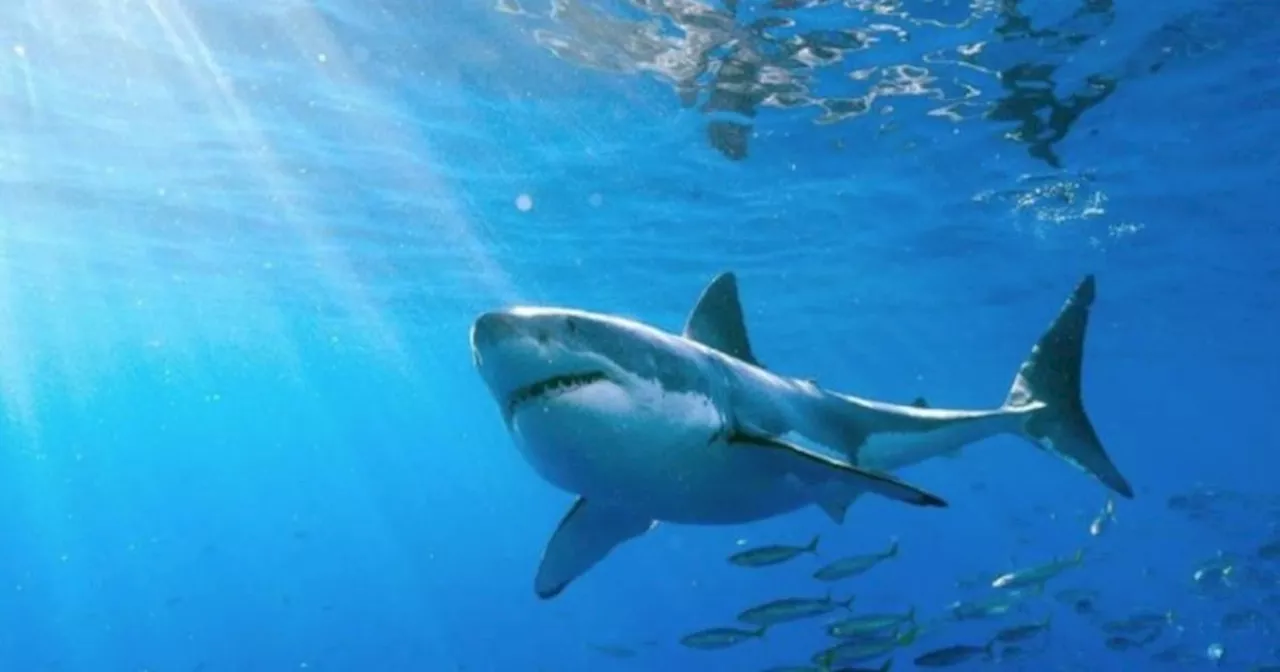 Tiburones Blancos: ¿Una Pandemia Marina Incalculable?