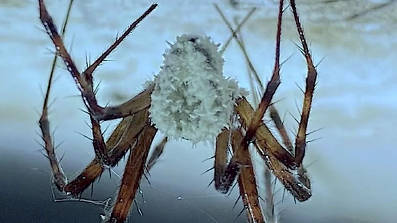 Fungus Drives ‘Zombie’ Spiders Out Of Their Cave Lairs