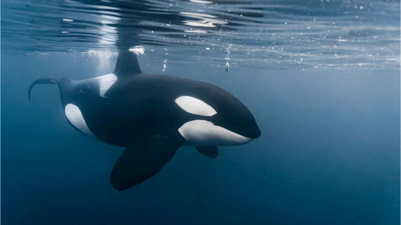 Killer Whales Confirmed as Culprits in White Shark Death off Australia