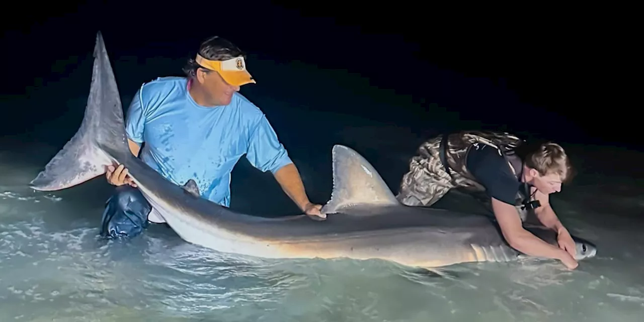 Pensacola Beach Fishing Charter Lands Great White Shark for Third Year in a Row