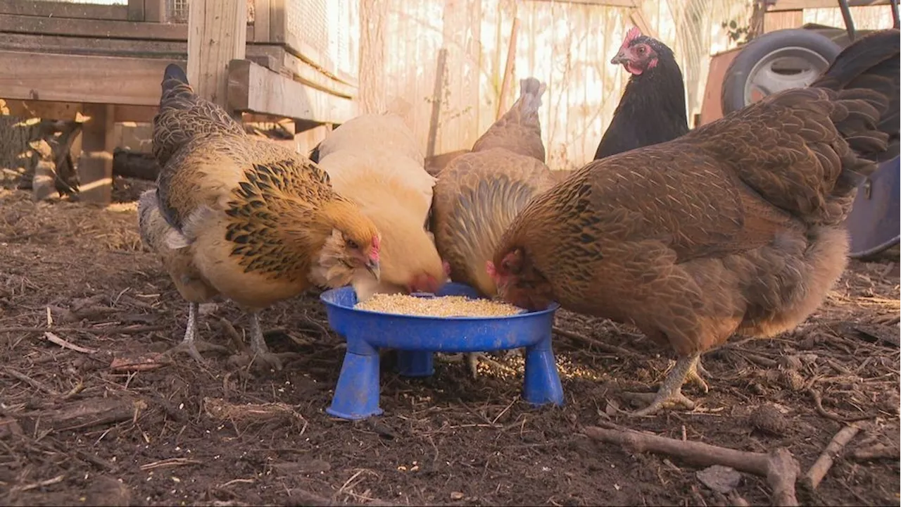 Rising Egg Prices Spark Cincinnati Chicken Craze