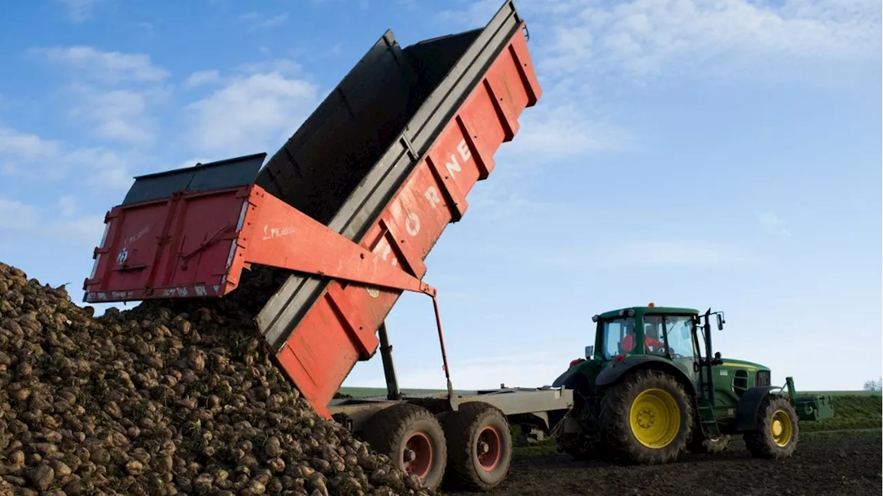 Agriculture : le Sénat ouvre la voie à la réintroduction de néonicotinoïdes