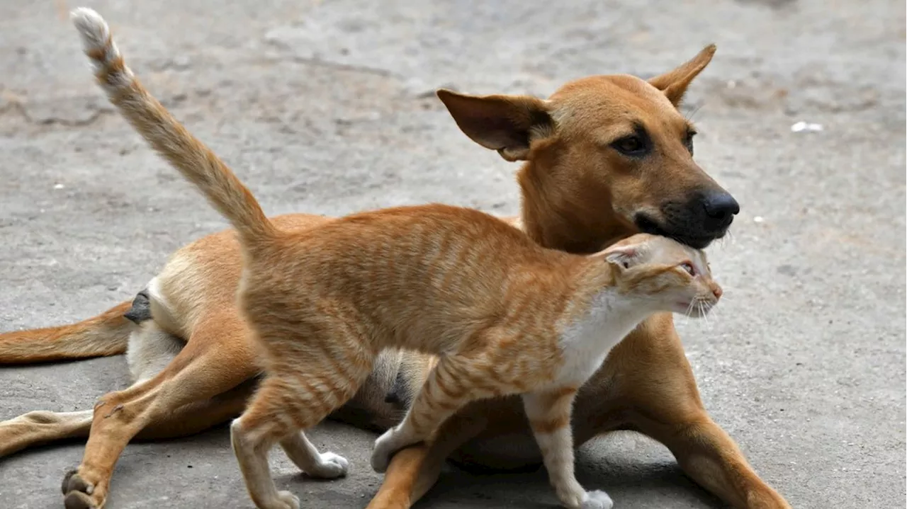 VRAI OU FAUX. Les chiens et les chats sont-ils des 'catastrophes' pour la biodiversité et le climat ?