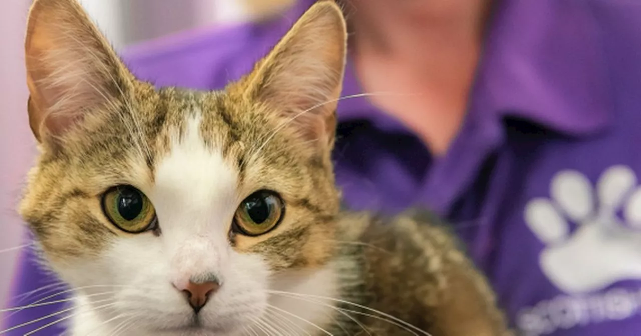 Scottish SPCA Offers Low-Cost Neutering for Cats and Dogs in Glasgow