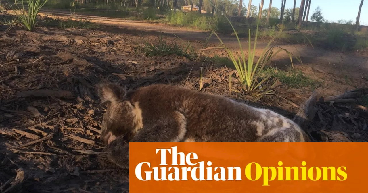 Australia Ditches Environmental Protection Plans, Leaving Wildlife at Risk