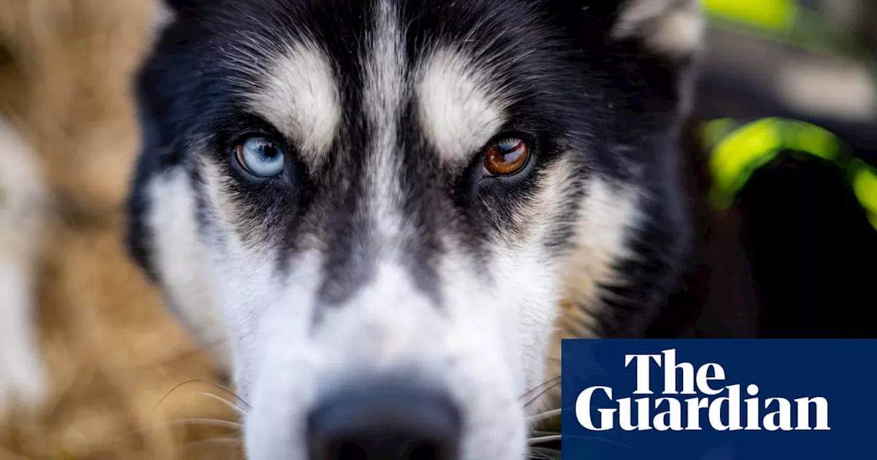 Czech long sled dog race – in pictures