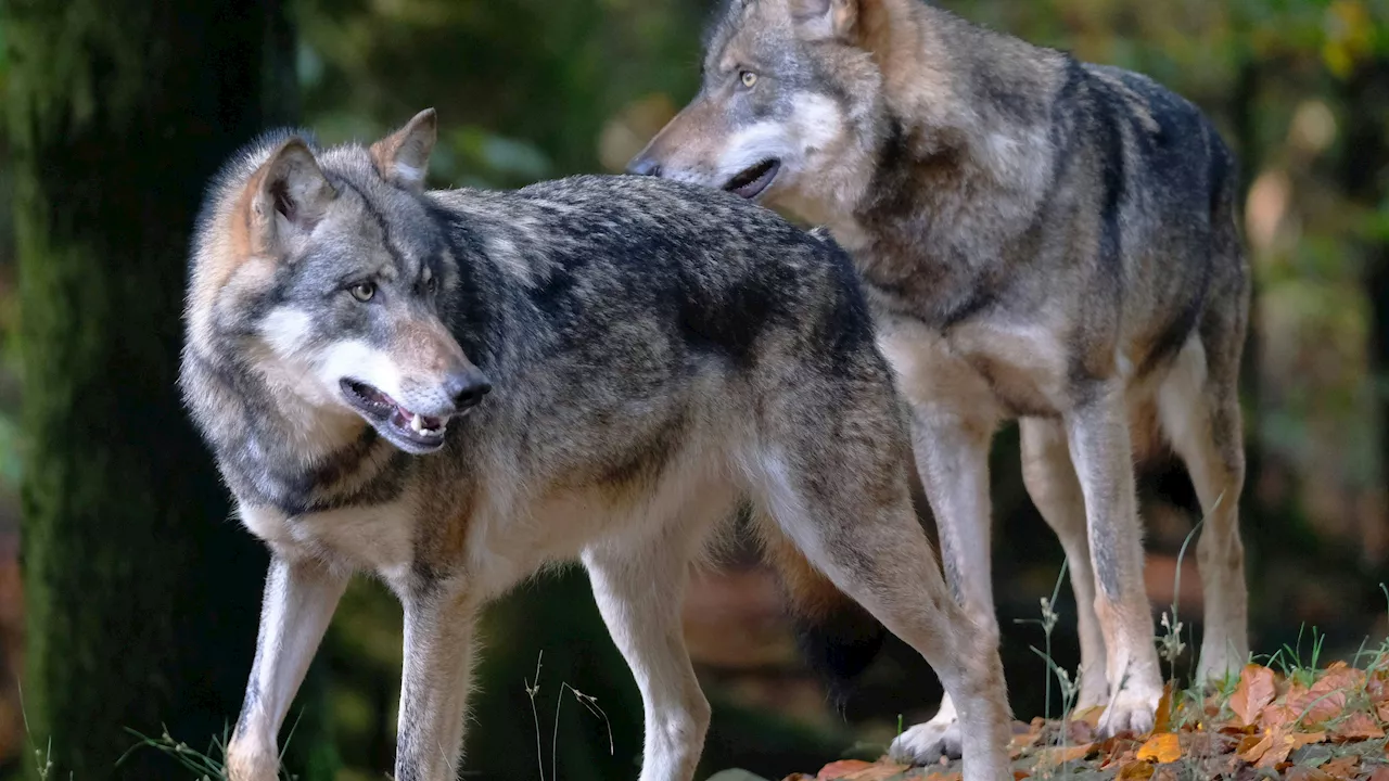 Vier Wölfe in den italienischen Alpen vermutlich vergiftet gefunden