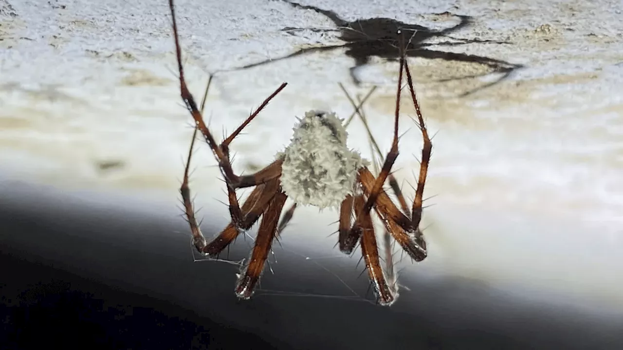 Mind-controlling fungus turns spiders into zombies at Irish castle ruins