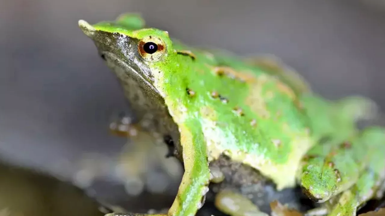 Rare frog dads travel 7,000 miles to ‘give birth’ in UK, escaping deadly fungus