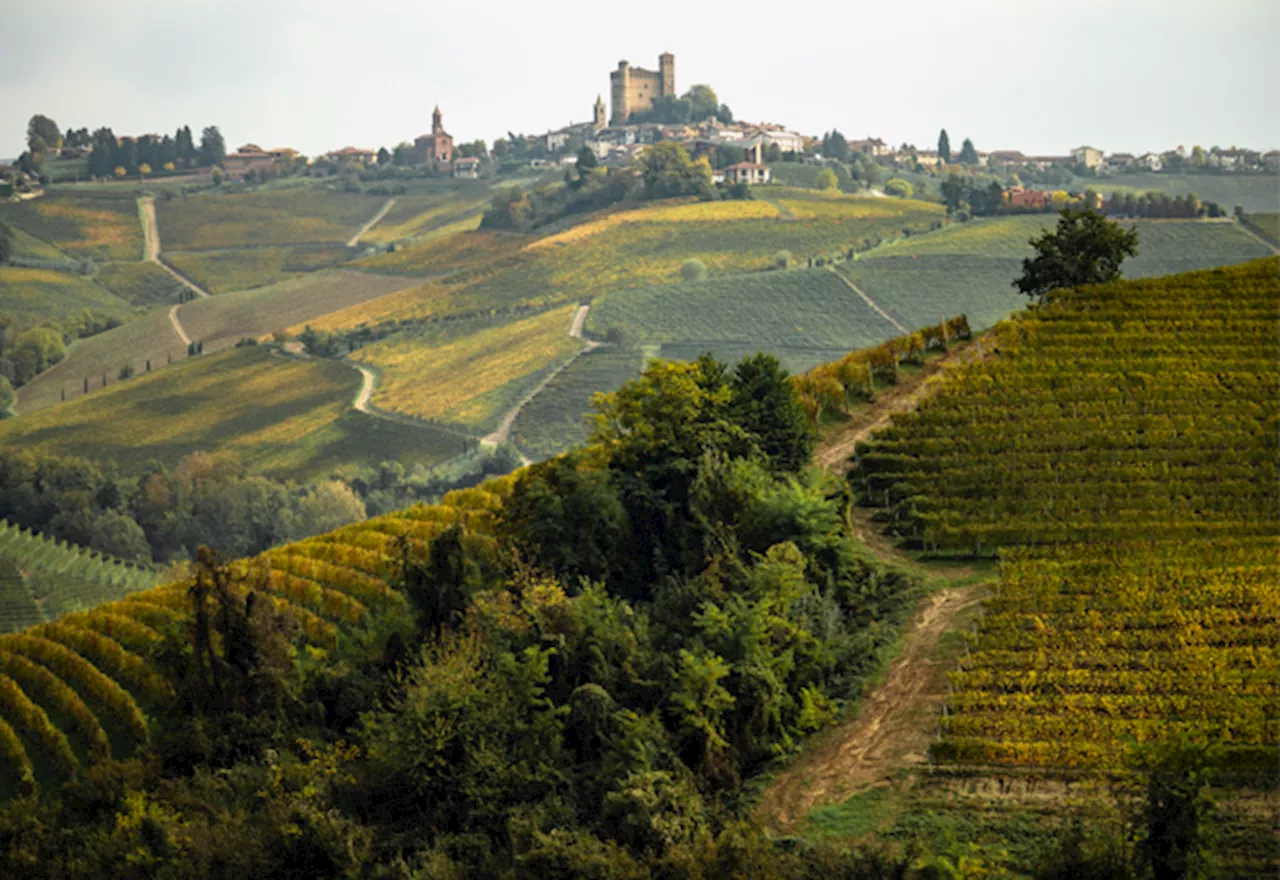 Il vino italiano di qualità si affida al lavoro irregolare