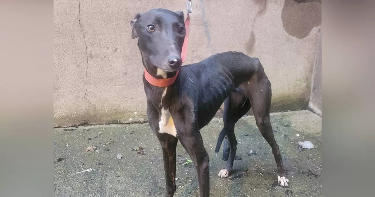 Dog Found Chained and Abandoned in Cork After Being Stolen From Shelter