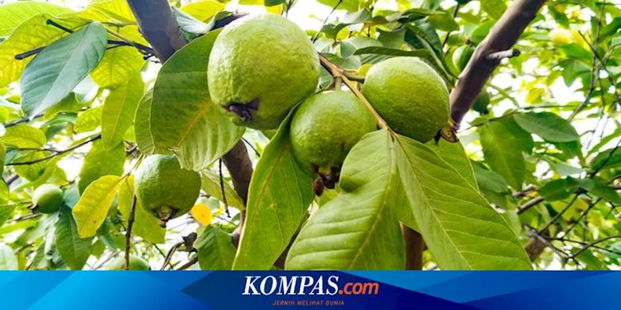 Jambu Biji: Buah Ajaib untuk Kesehatan Jantung dan Pencernaan