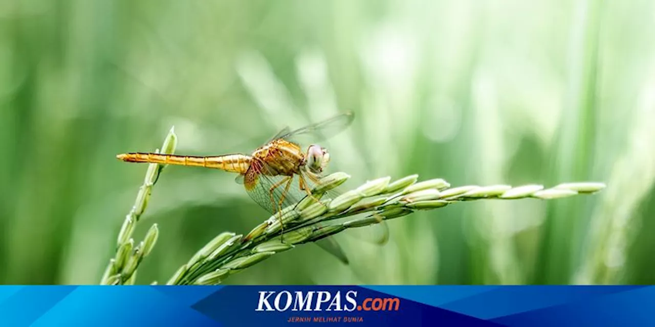 Seperempat Spesies Air Tawar di Dunia Terancam Punah